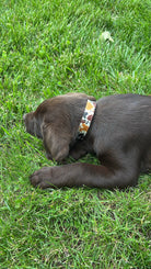 Cow print design nylon dog collar Dog