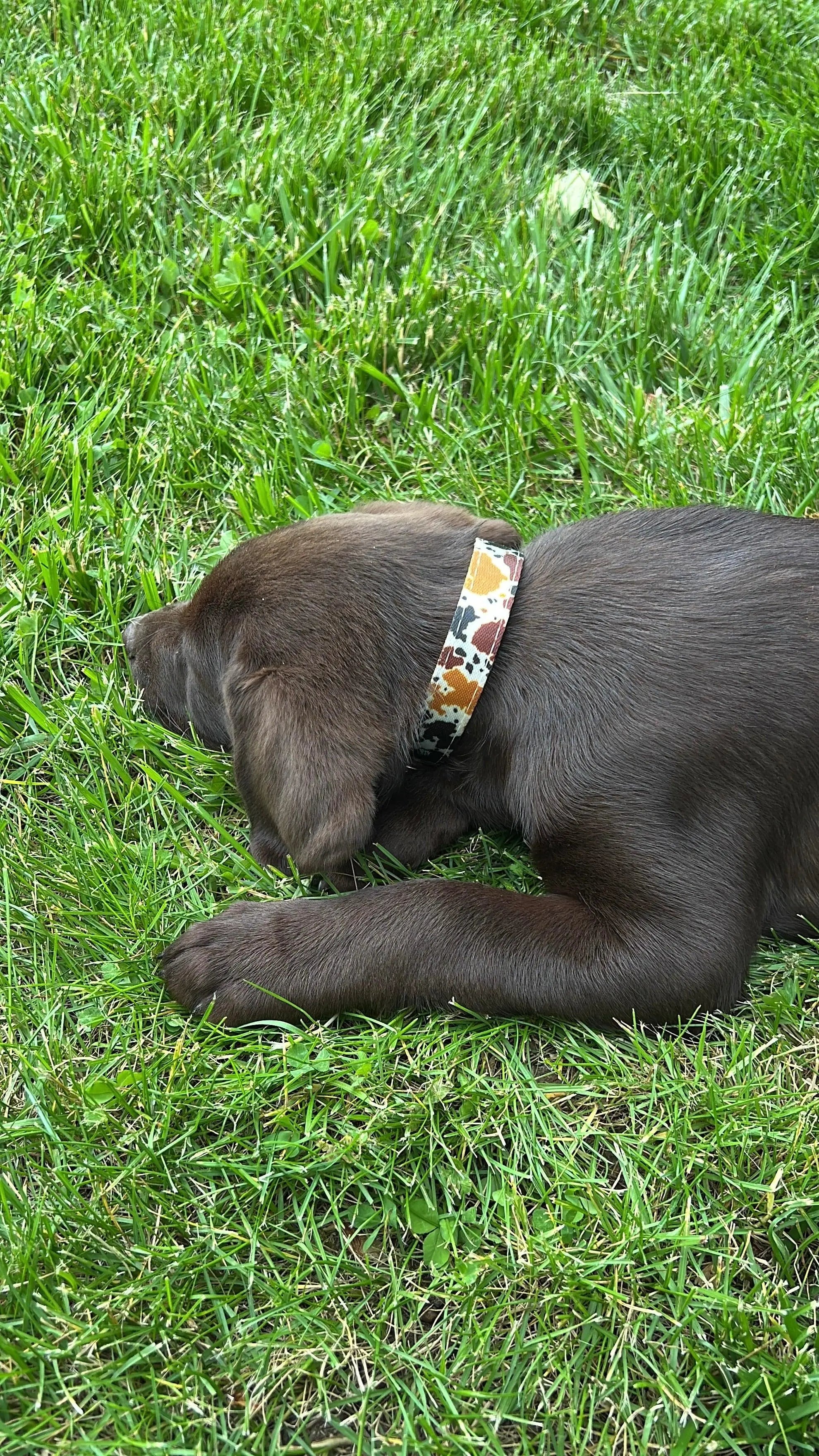 Cow print design nylon dog collar Dog