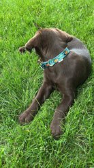 Teal Southwest designed nylon dog collar Dog