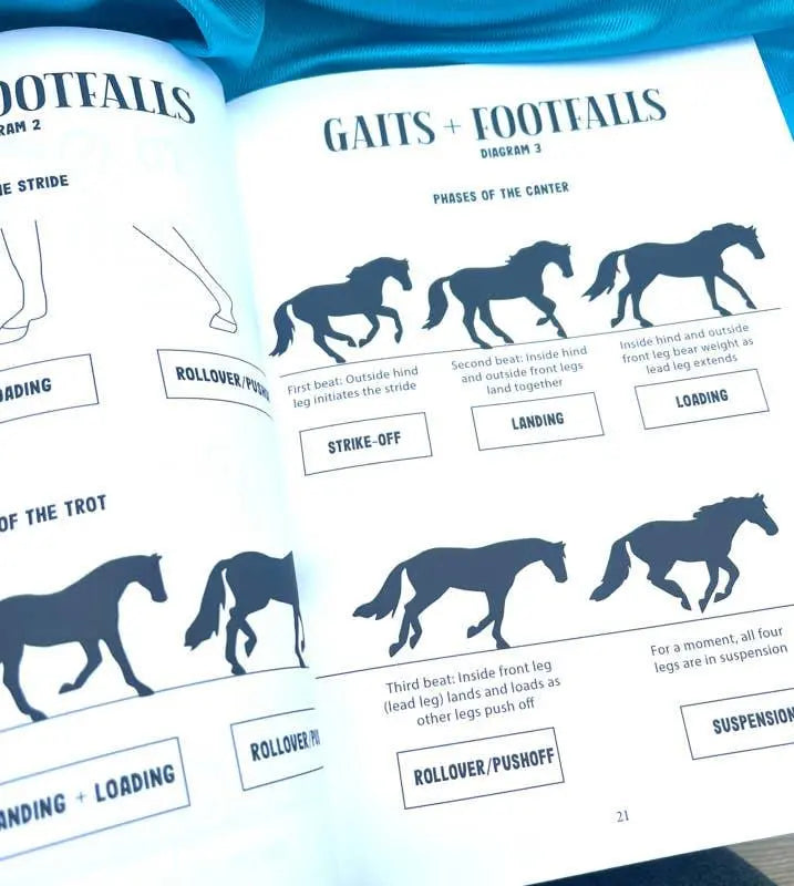 Western Riding Lessons & Activities
