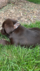 Cowhide and Tool Leather Dog Collar Dog