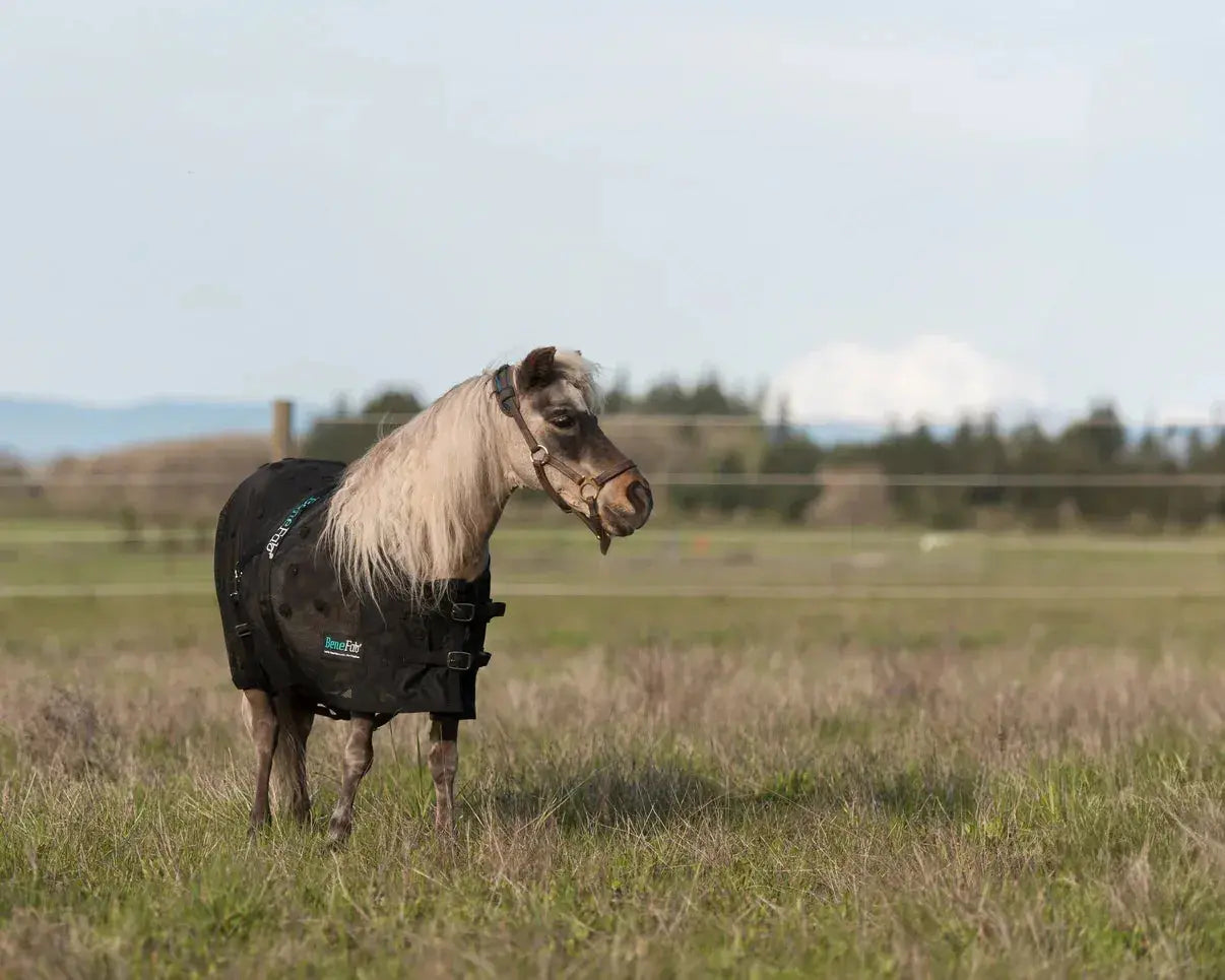 Light pony in NEW Mini BeneFab Rejuvenate SmartScrim black blanket with green branding