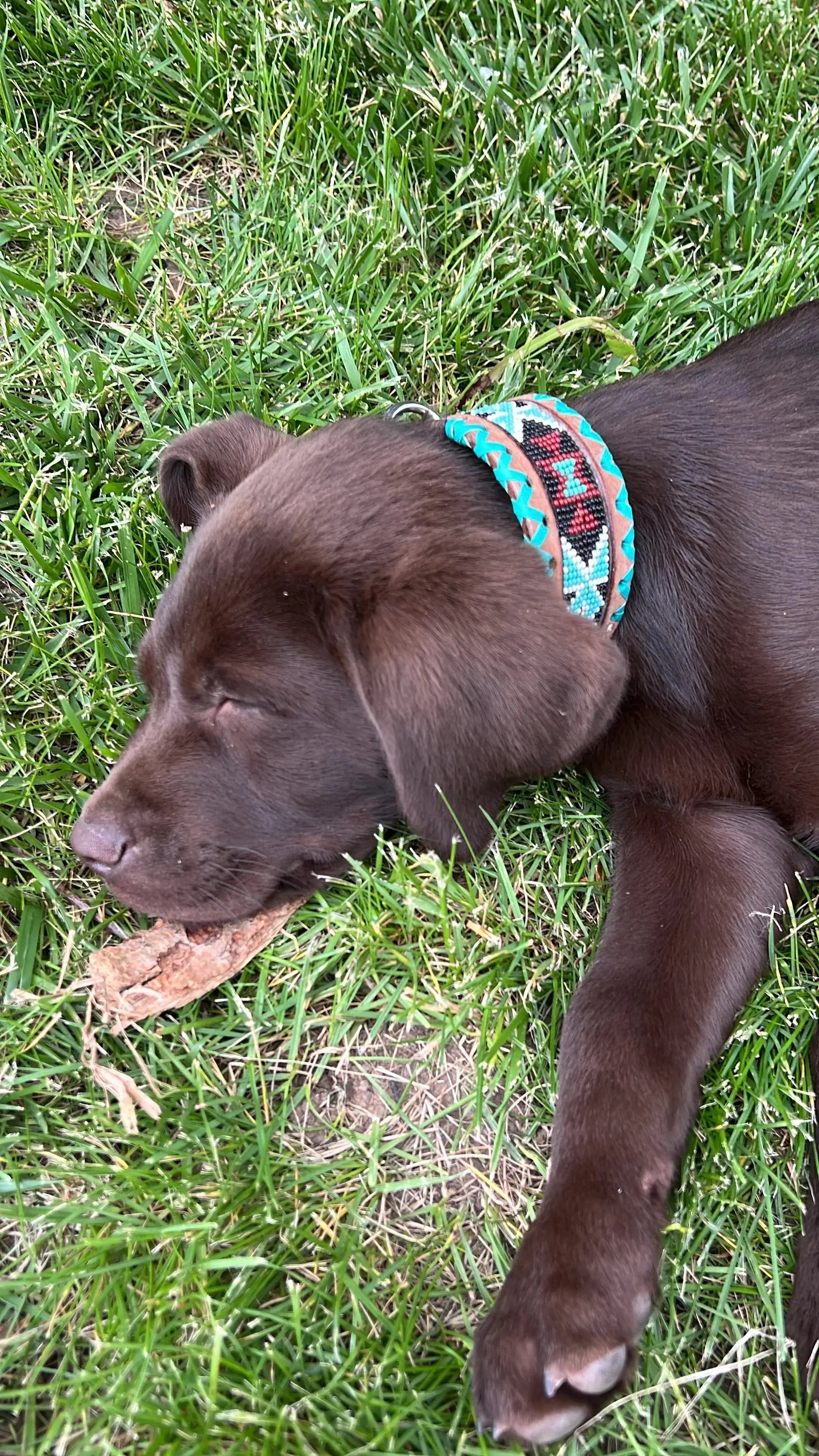 Chocolate brown puppy in teal white burgundy beaded leather dog collar