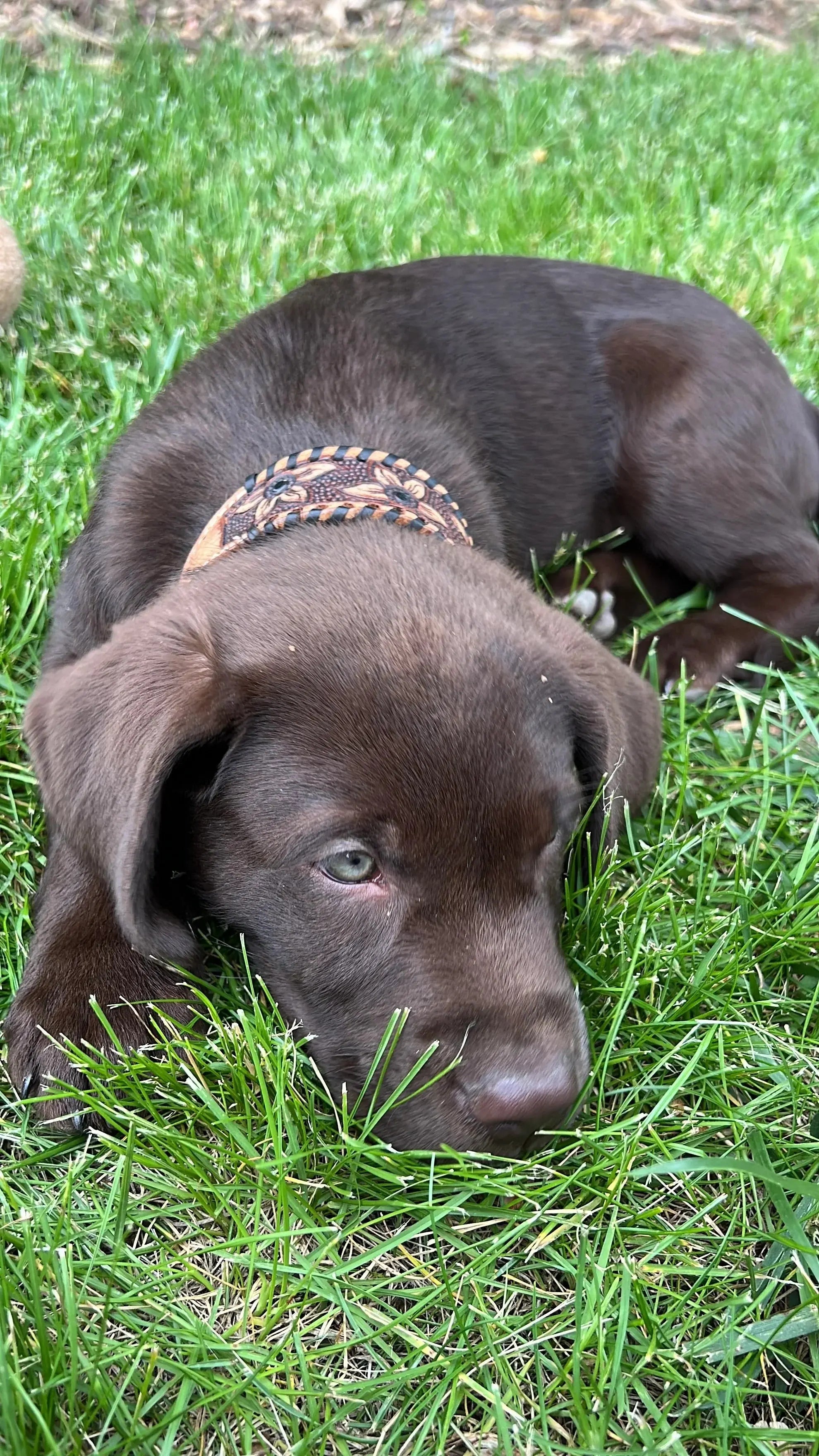 Chocolate labrador puppy wearing genuine leather dog collar on green grass