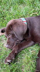 Teal Serape Southwest design nylon dog collar. Dog