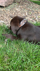 Cowhide and Tool Leather Dog Collar Dog