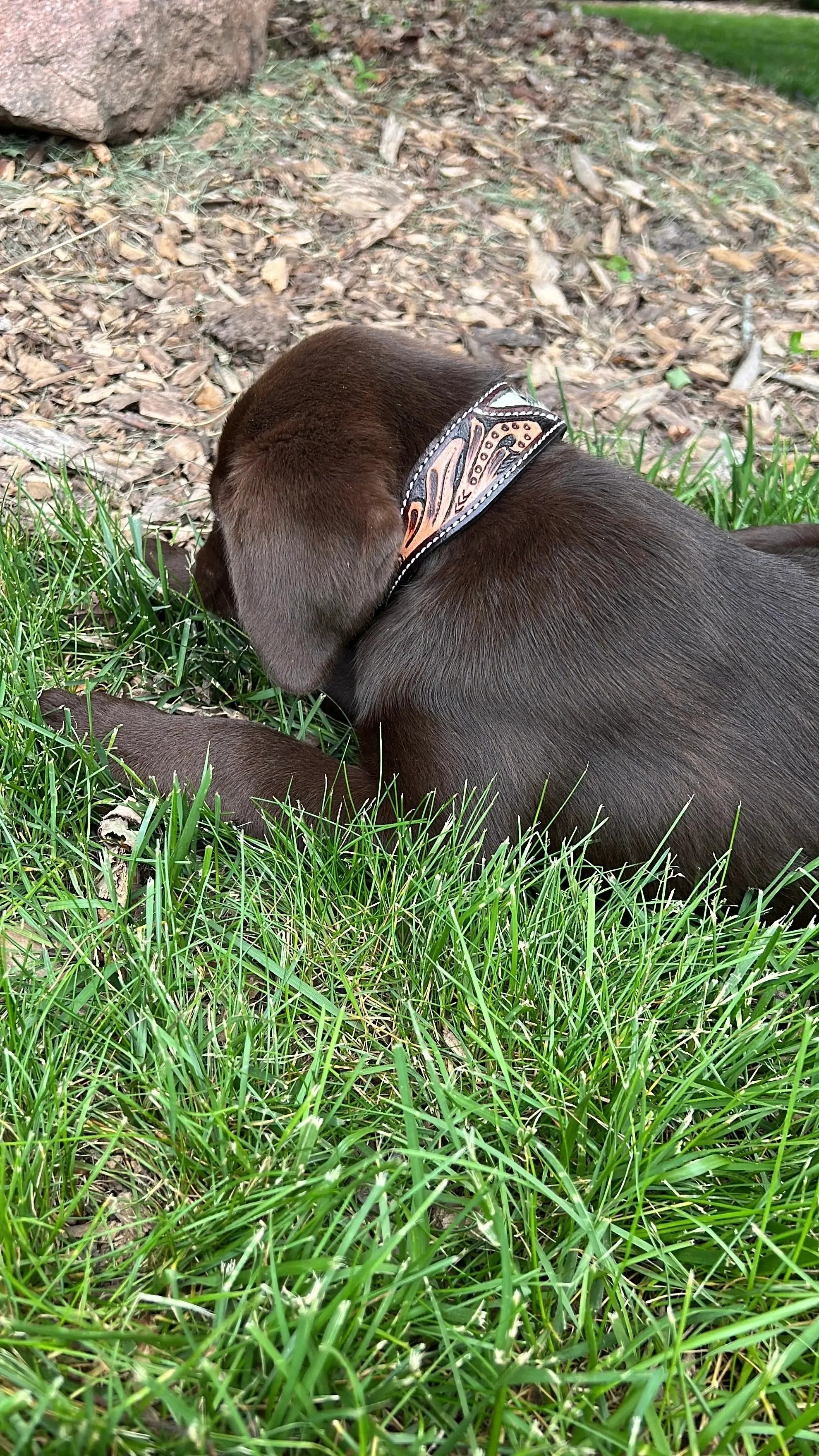 Cowhide and Tool Leather Dog Collar Dog