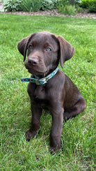 Teal Brown Southwest designed nylon dog collar. Dog