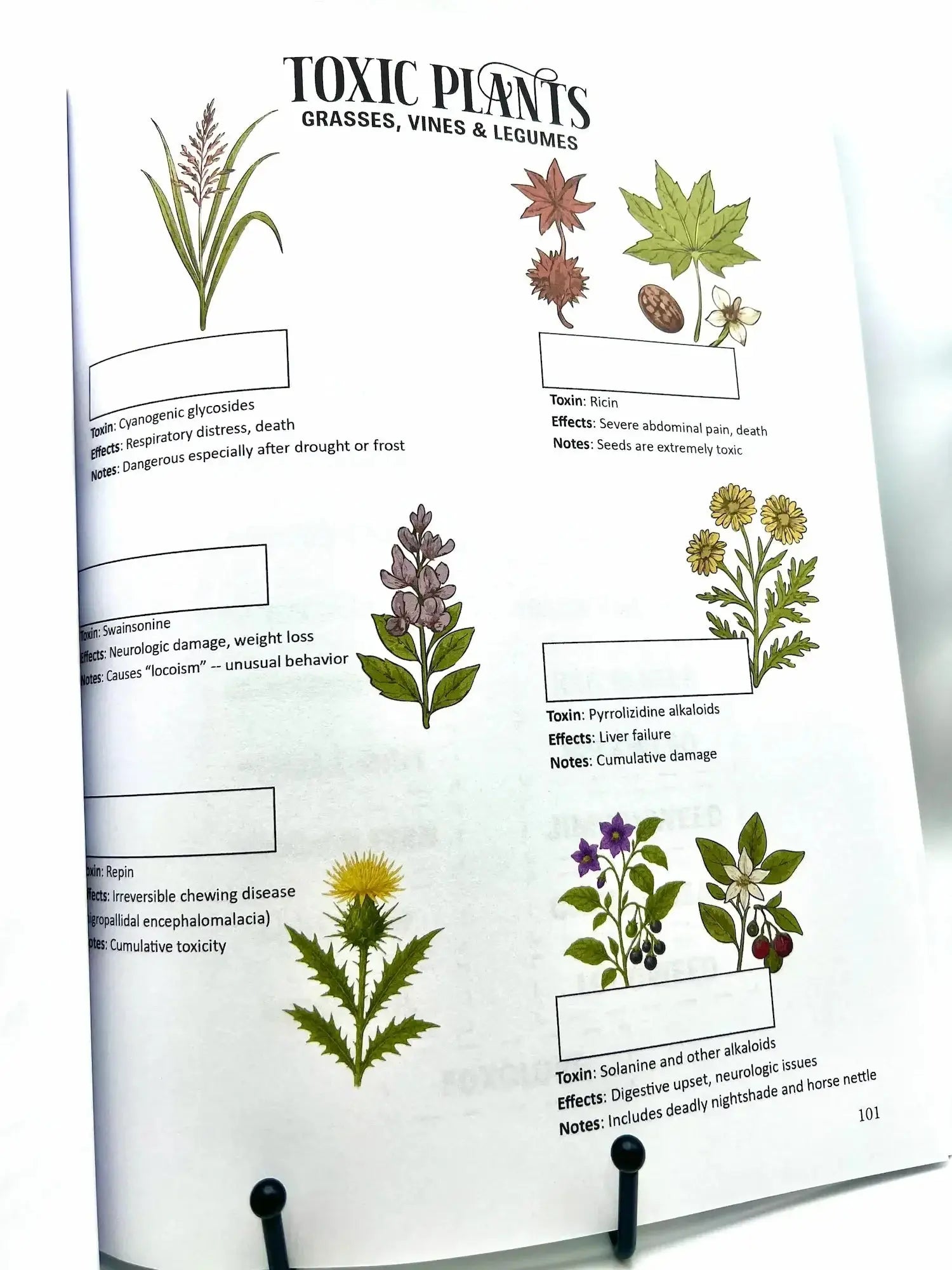 Horse Workbook Vol. II inside