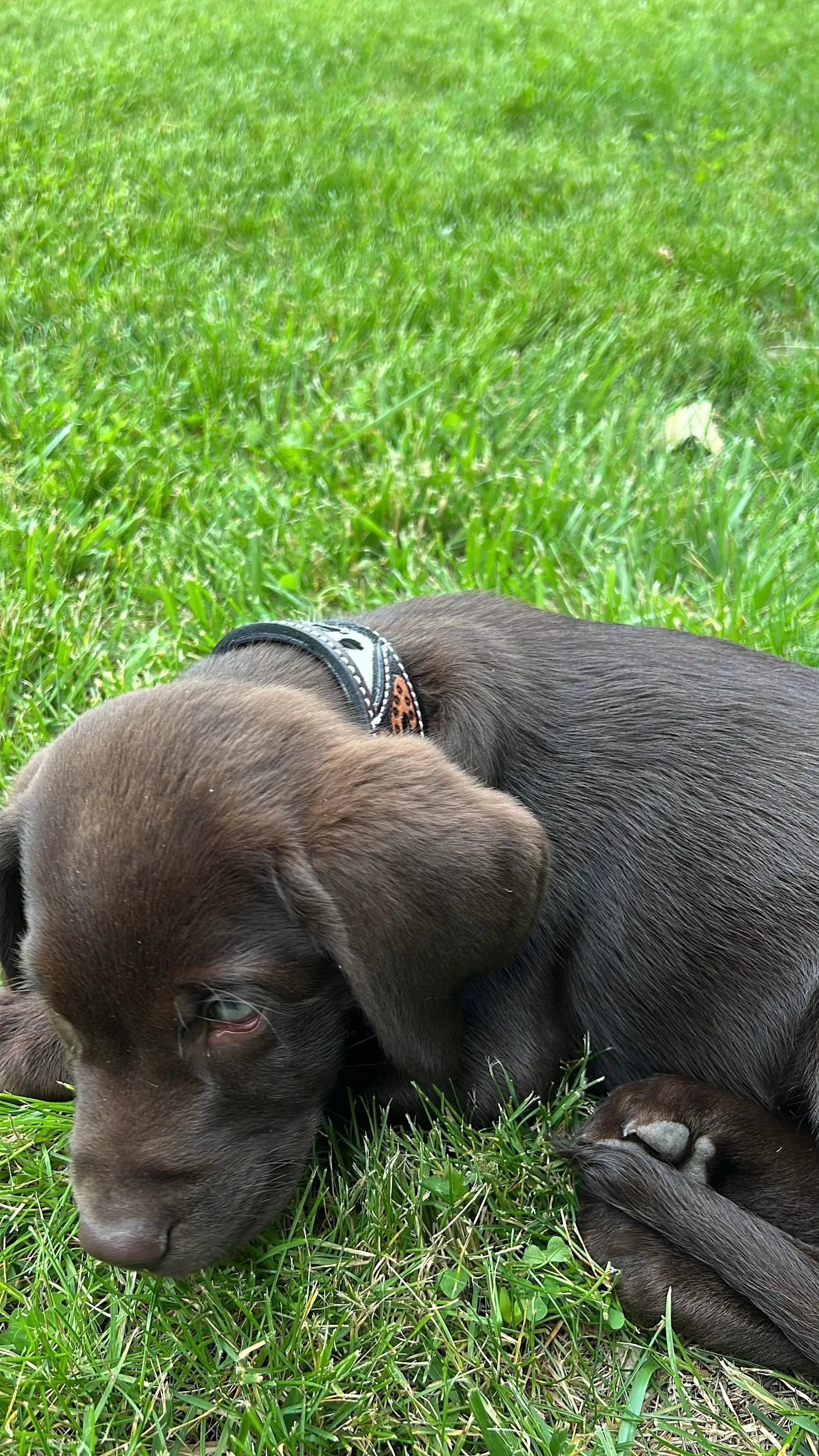 Cowhide and Tool Leather Dog Collar Dog