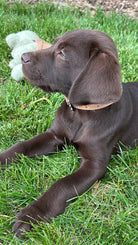 Chocolate labrador puppy wearing genuine leather dog collar on green grass
