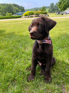 American Flag designed nylon dog collar Dog