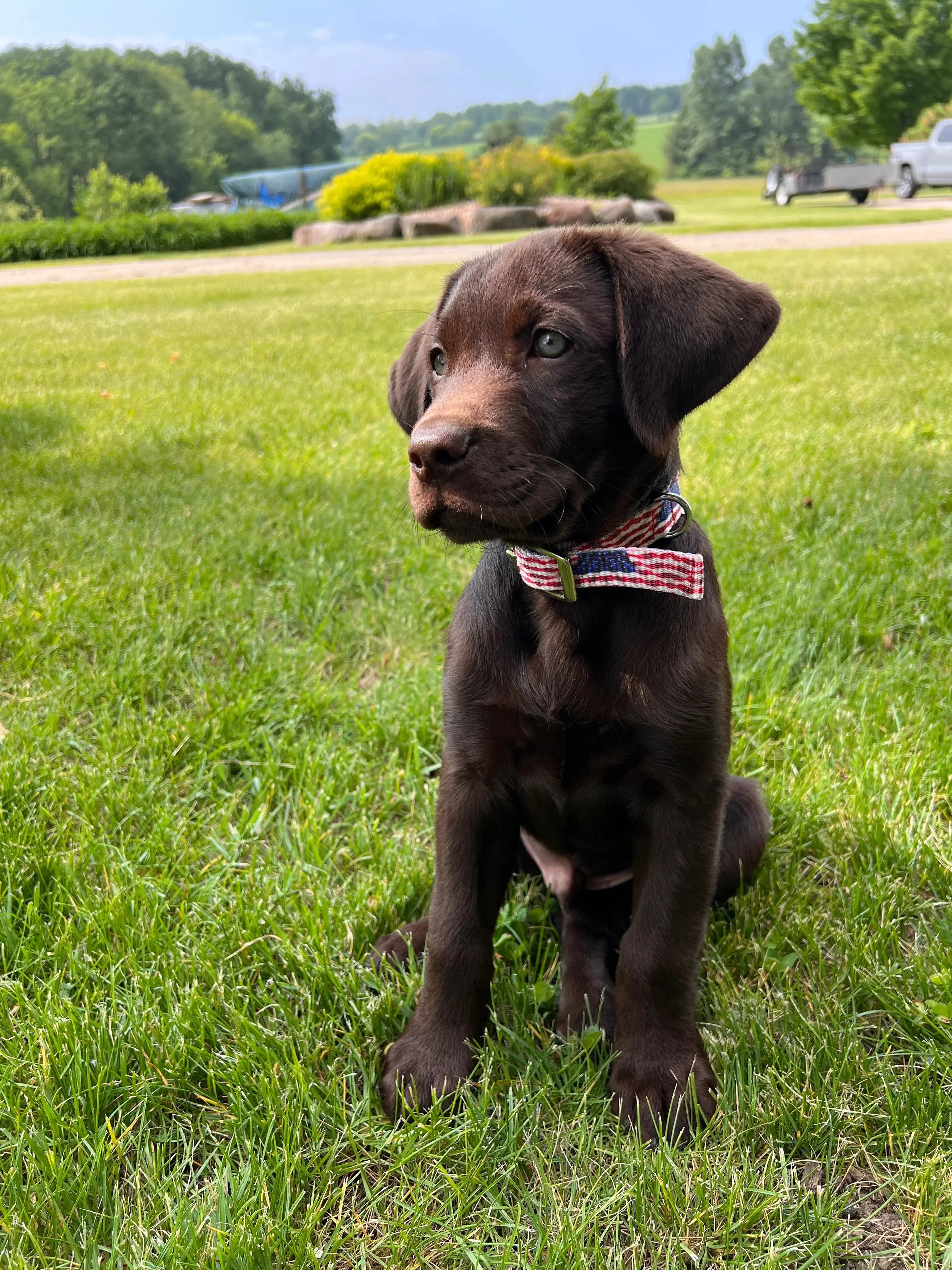 American Flag designed nylon dog collar Dog