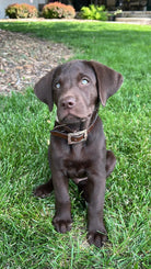 Corded Leather Dog Collar - Teal/White Dog