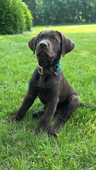 Corded Leather Dog Collar - Teal/White Dog