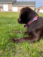 American Flag designed nylon dog collar Dog
