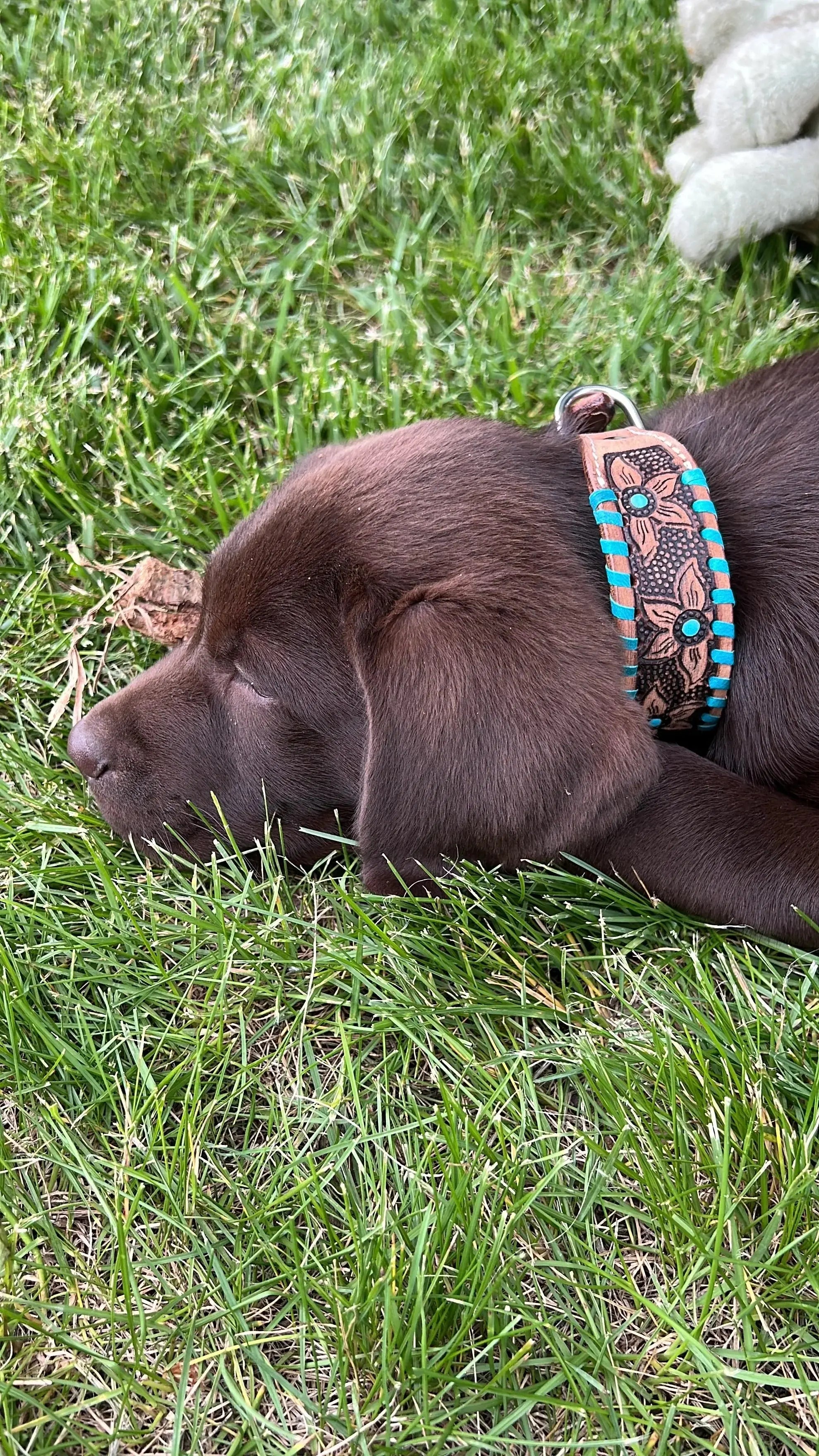 Brown puppy wearing genuine leather dog collar with teal rawhide floral patterns