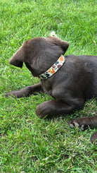 Cow print design nylon dog collar Dog