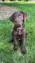 Corded Leather Dog Collar - Tan/Black Dog