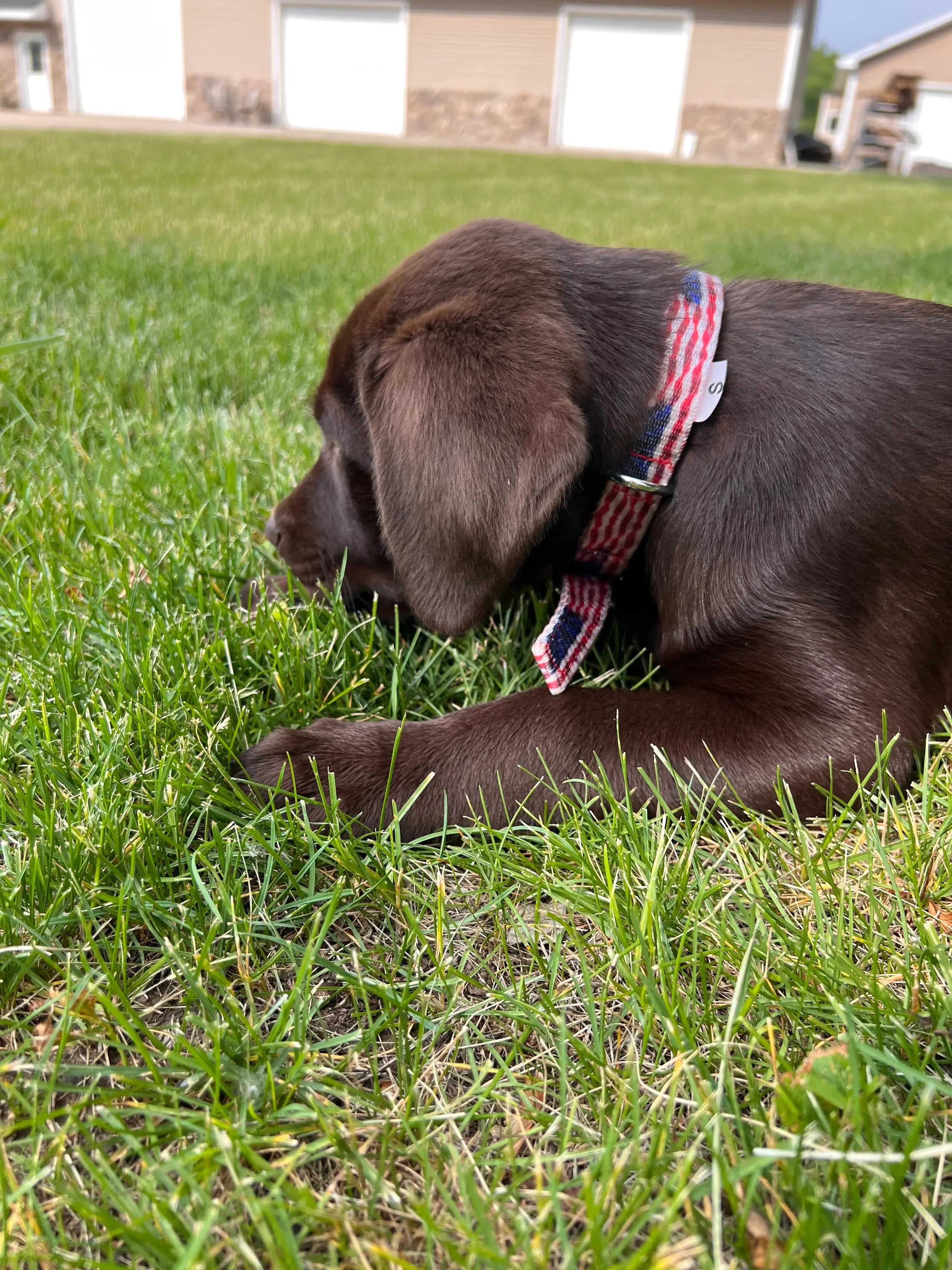 American Flag designed nylon dog collar Dog