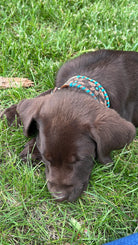 Chocolate brown puppy in genuine leather teal rawhide dog collar