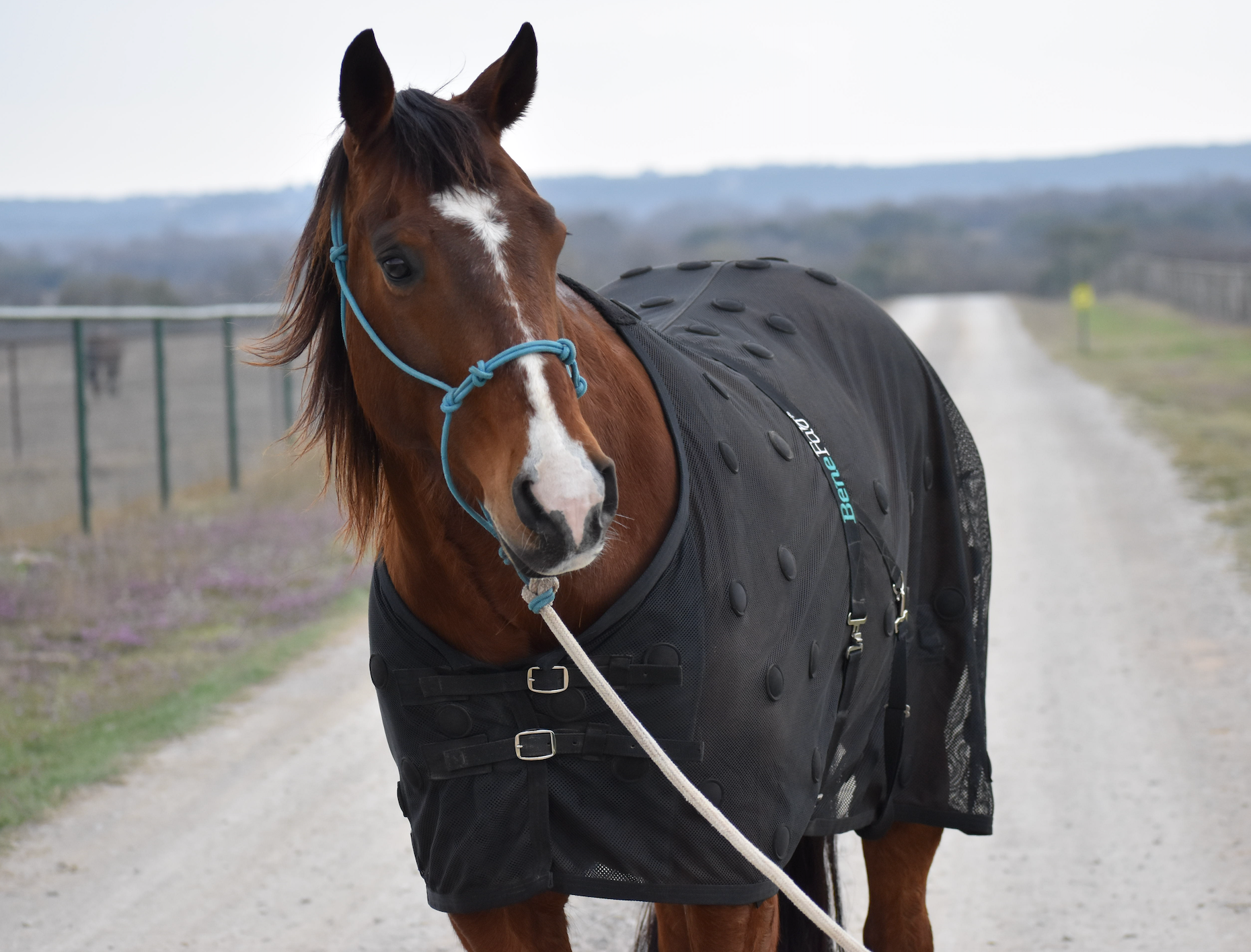 A brown horse with a white blaze and dark mane stands wearing a black, ventilated blanket featuring circular ventilation holes.