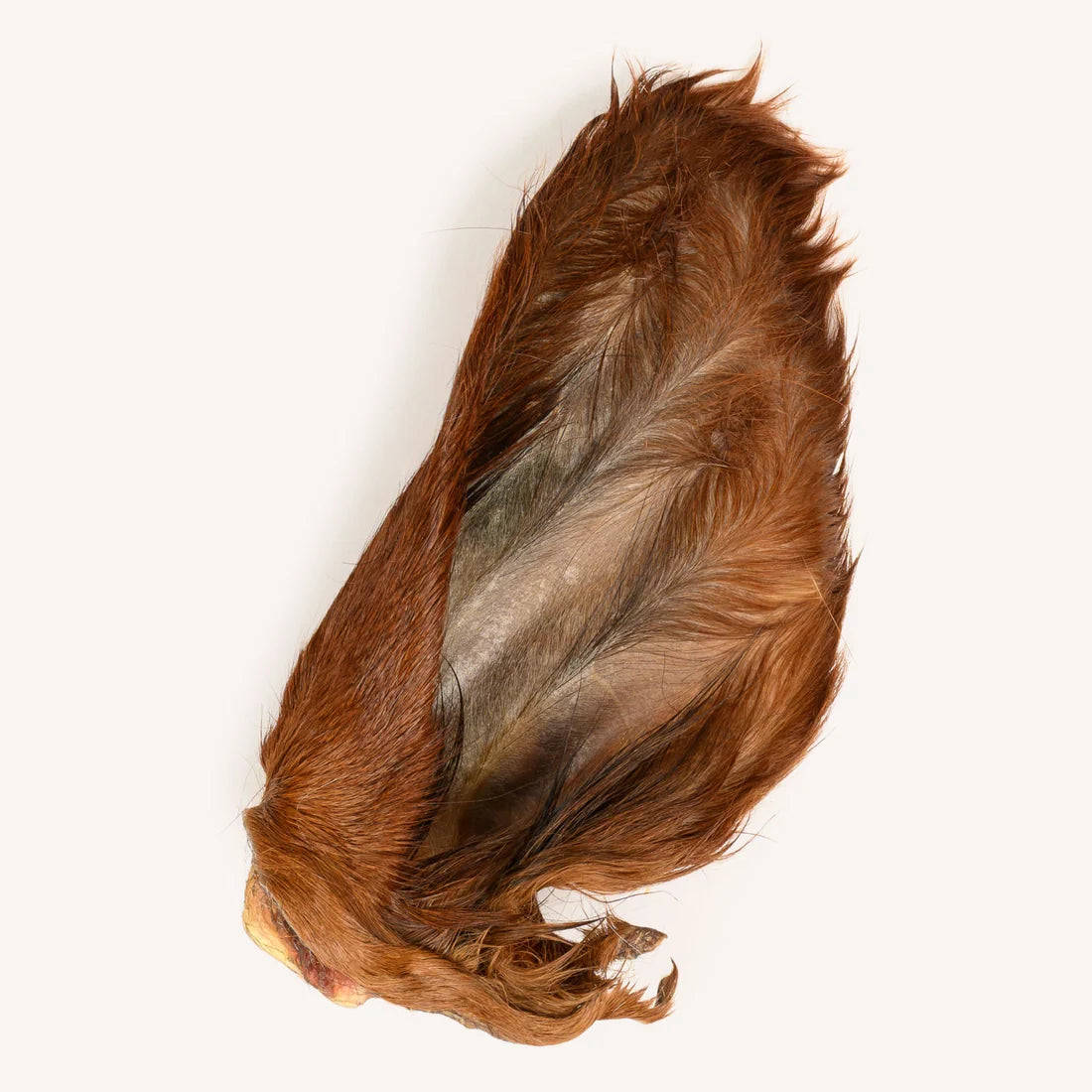 Hairy Cow Ears