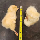 Freeze Dried Chicks Dog