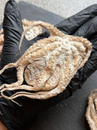Baby Octopus - Freeze-Dried