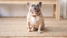 No Balls Still a Baller - Dog Collar Charm or Pet ID Tag Dog