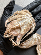 Baby Octopus - Freeze-Dried
