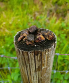 Weathered charred top of dehydrated chicken hearts wooden post