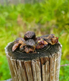 Dark shriveled dehydrated chicken hearts on weathered wooden stump