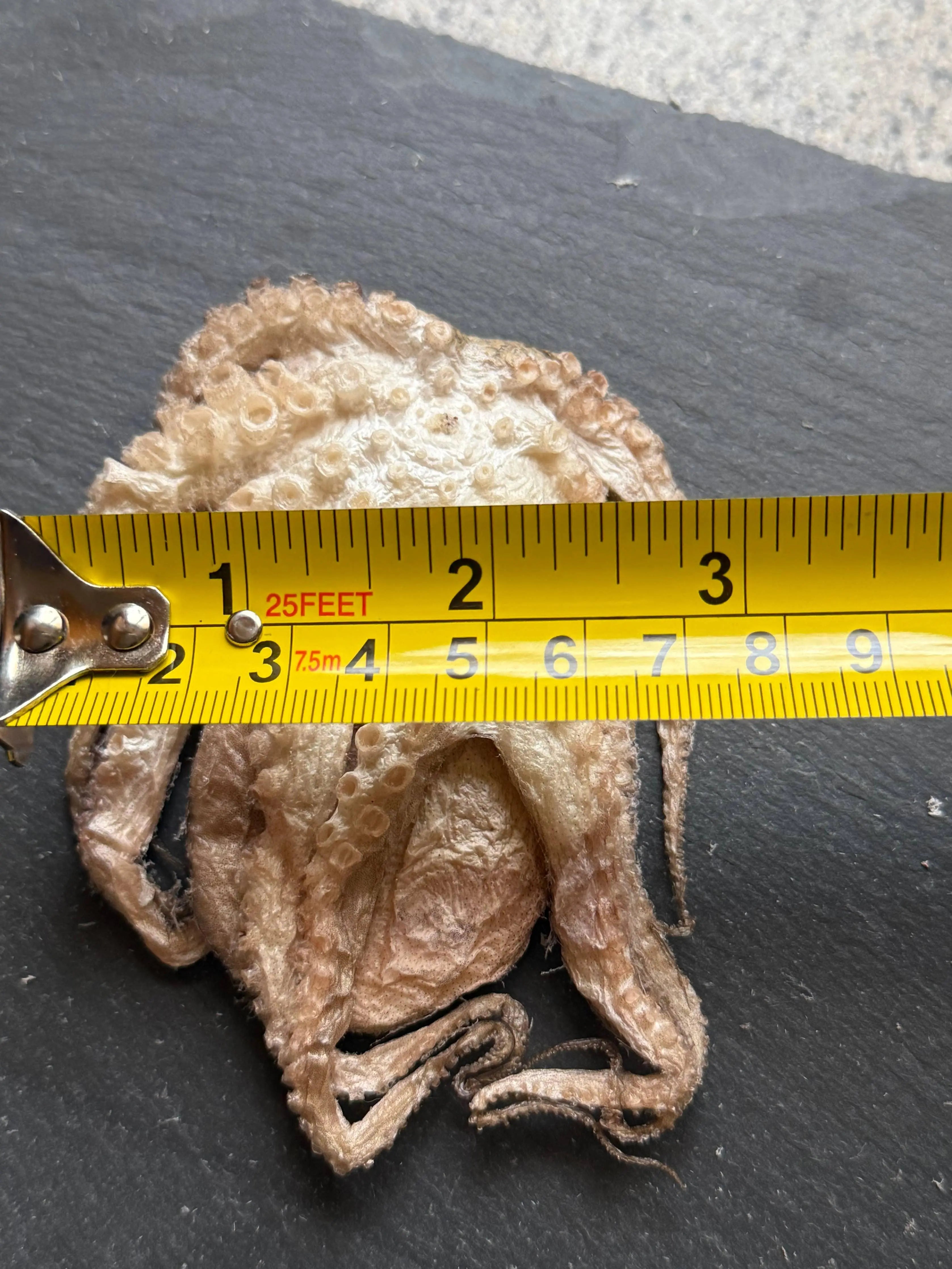 Baby Octopus - Freeze-Dried