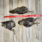Freeze Dried Quail - Small Single Dog