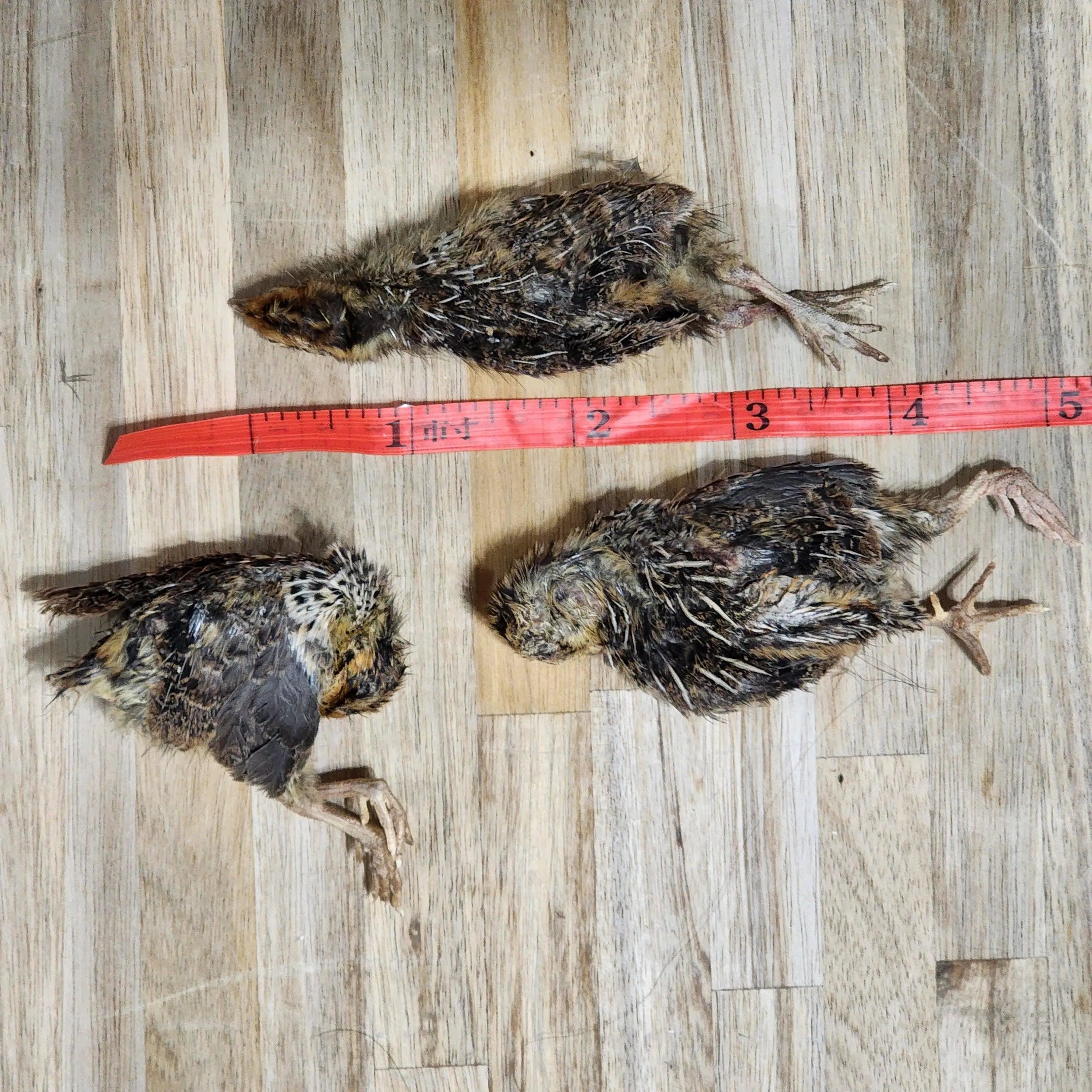 Freeze Dried Quail - Small Single Dog
