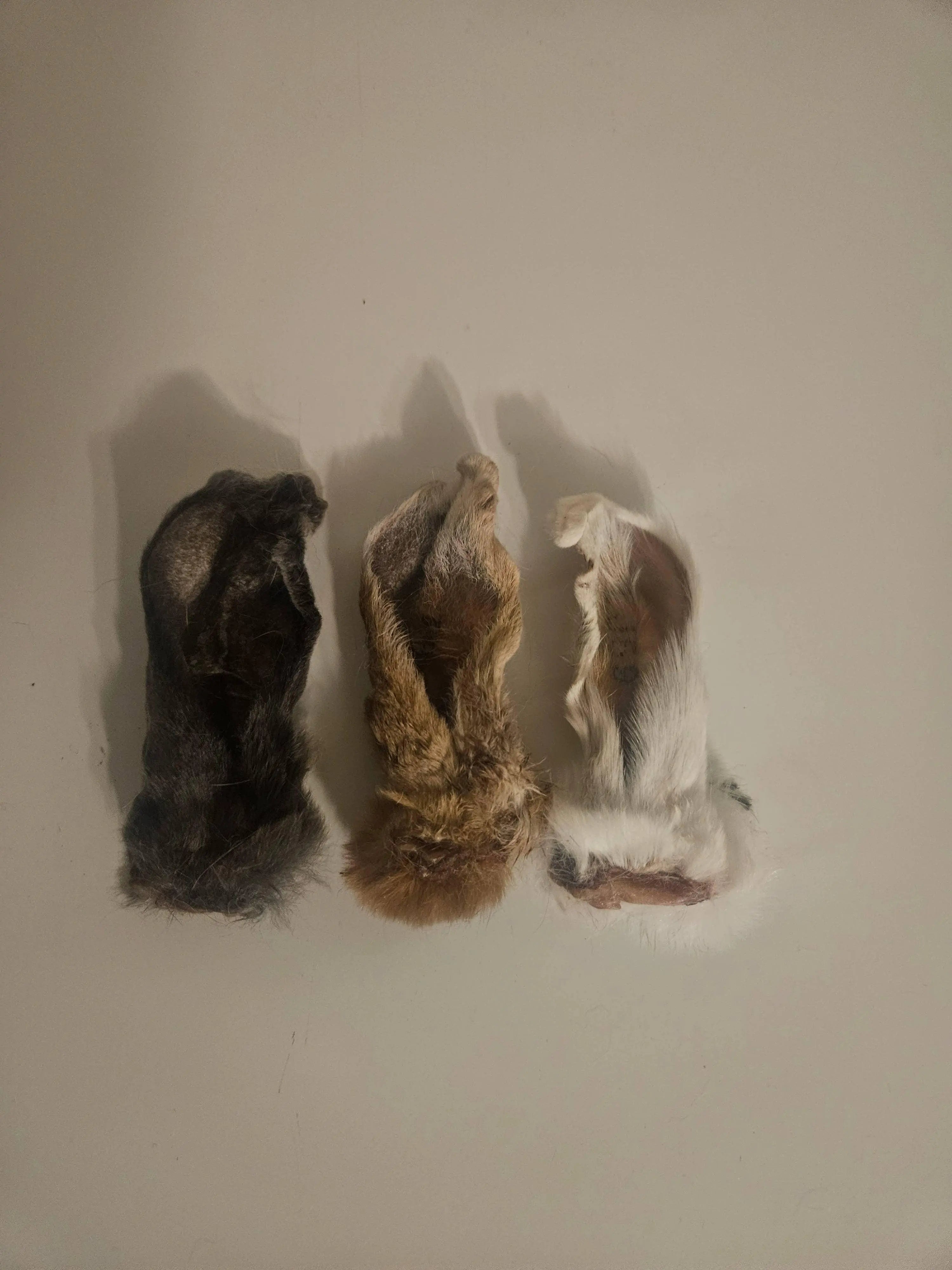 Rabbit Ears