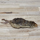 Freeze Dried Quail - Small Single Dog