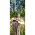 Hairy Goat Ear