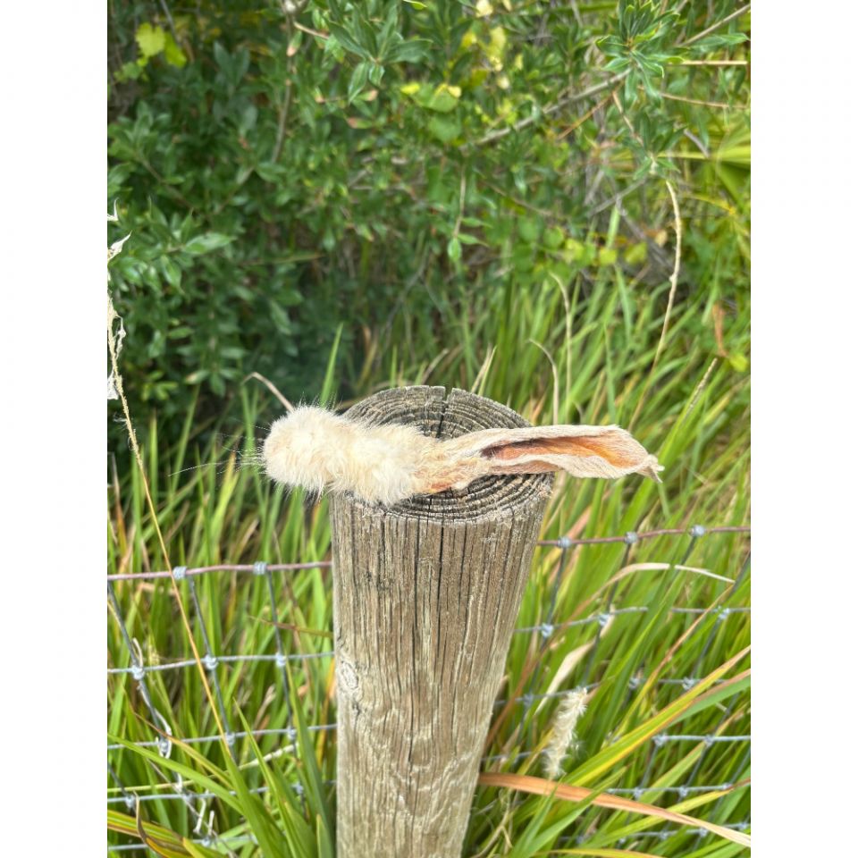 Hairy Rabbit Ears