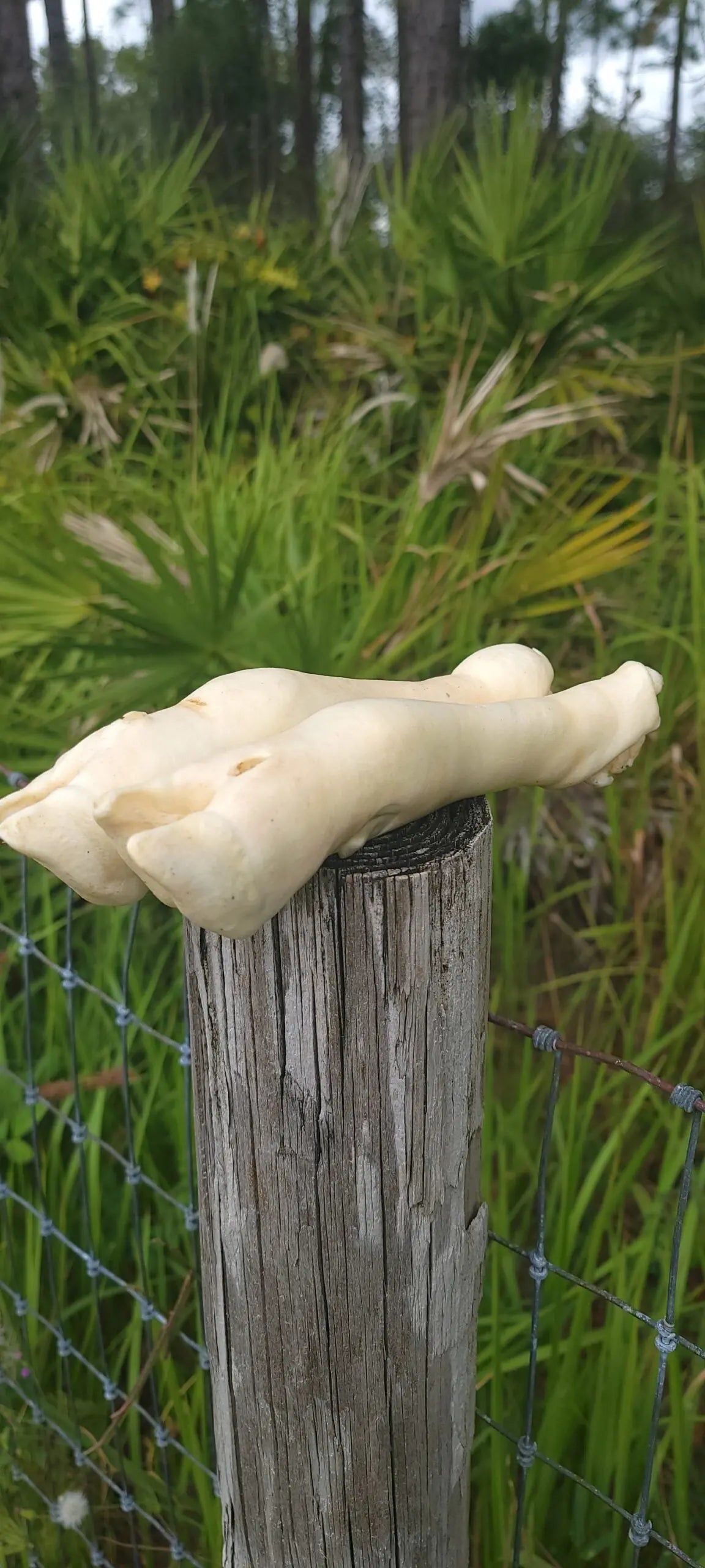 Lamb Feet Dog Treats