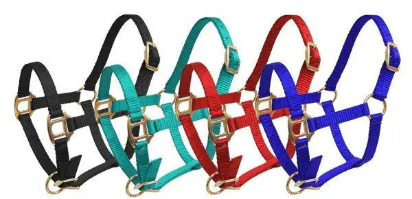 Foal mini premium nylon halters in black teal red blue with brass hardware
