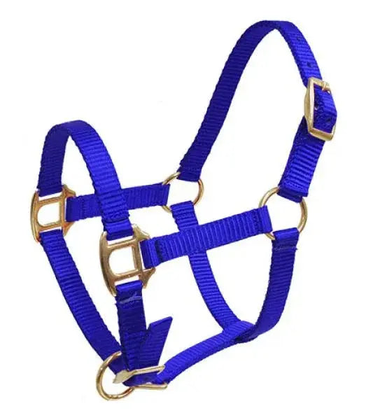 Foal mini size royal blue nylon horse halter with gold brass hardware