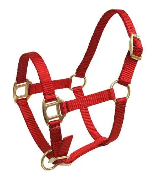 Red nylon foal mini halter with gold brass hardware and adjustable buckles