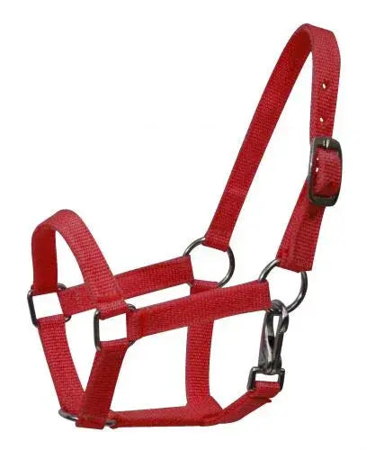Nylon halter with nickel plated hardware and throat latch. Mini size. Horse