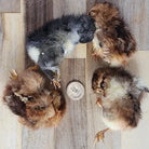 Freeze Dried Chicks Dog