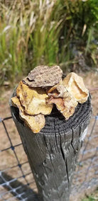 Beef Lung Cubes – Bulk