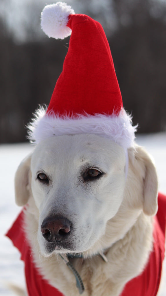 a small white dog wearing a santa hat 