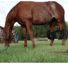 Benefab REJUVENATE SMART HOCK BOOTS Horse