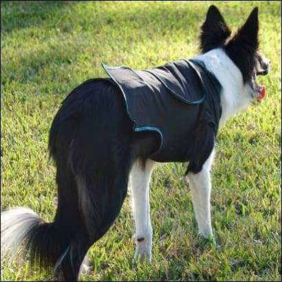 a black and white horse standing in a field 